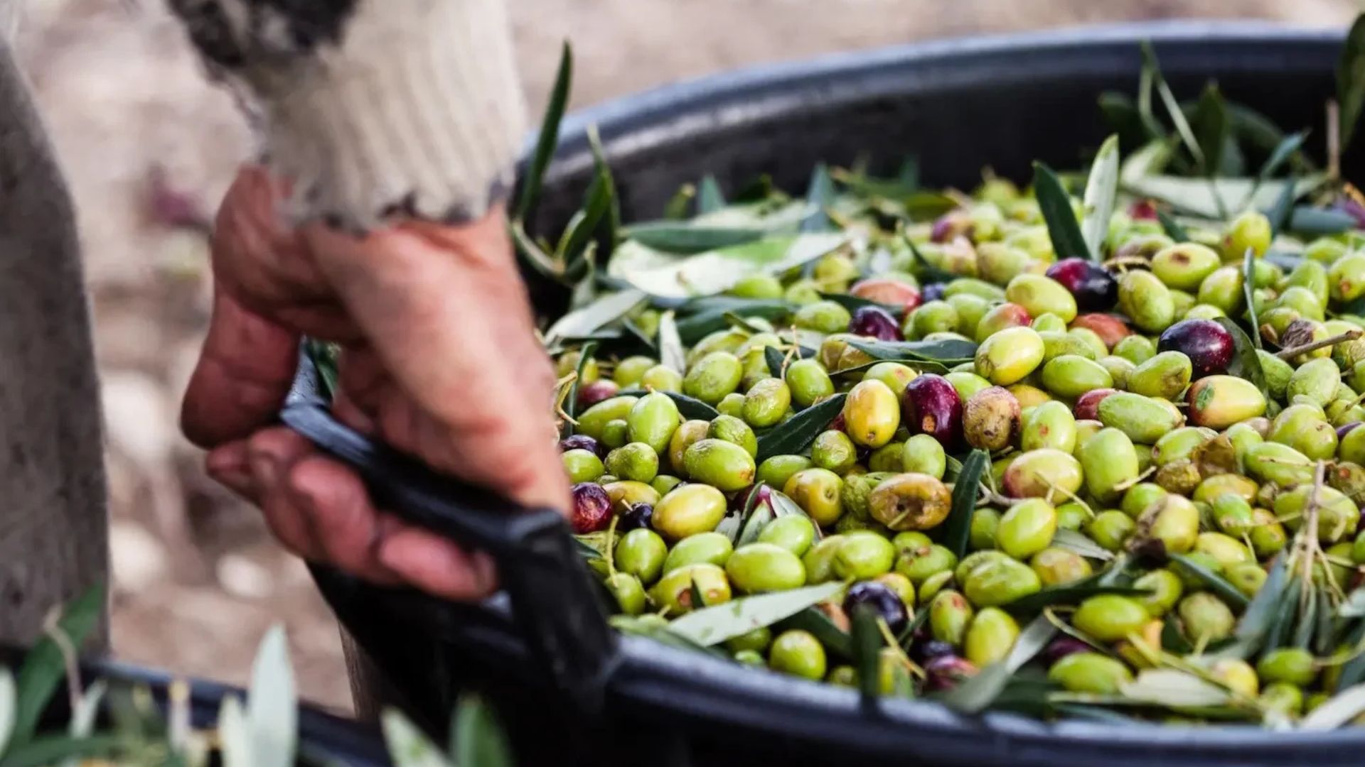 Olive harvest in Istria