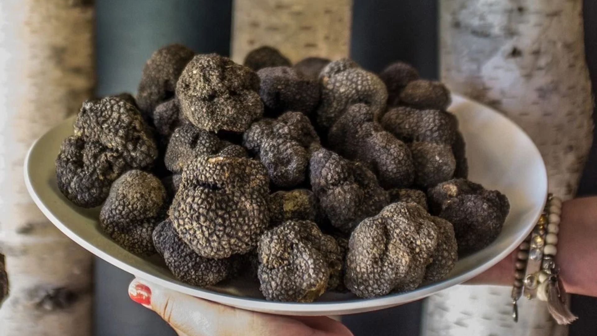 Black truffles in Istria