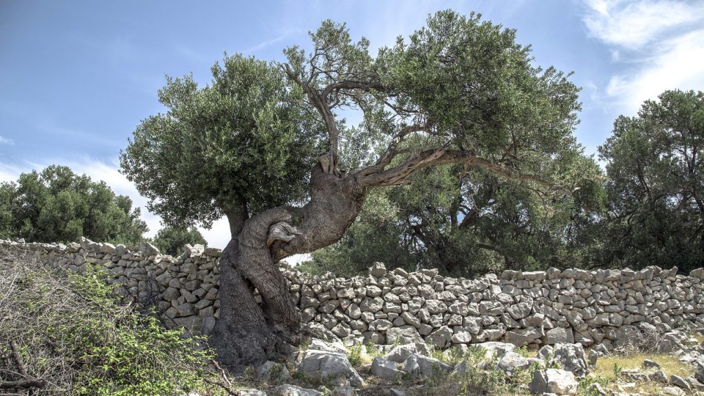 OLIVE-PAG-1_Lun-Maslinik-1024x576